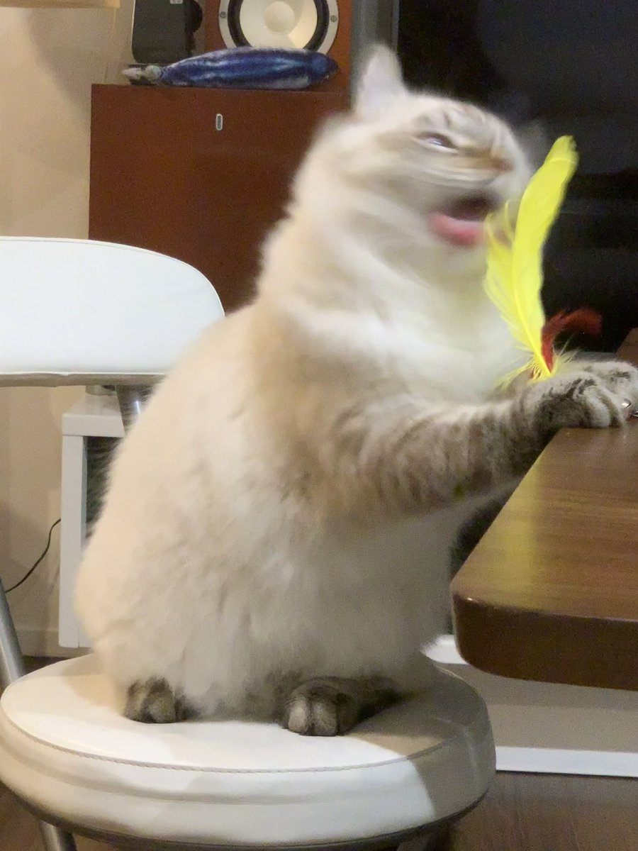 Marcus_Lecha's tweet photo. #猫の変顔コンクール https://t.co/MpPG6N0OSq