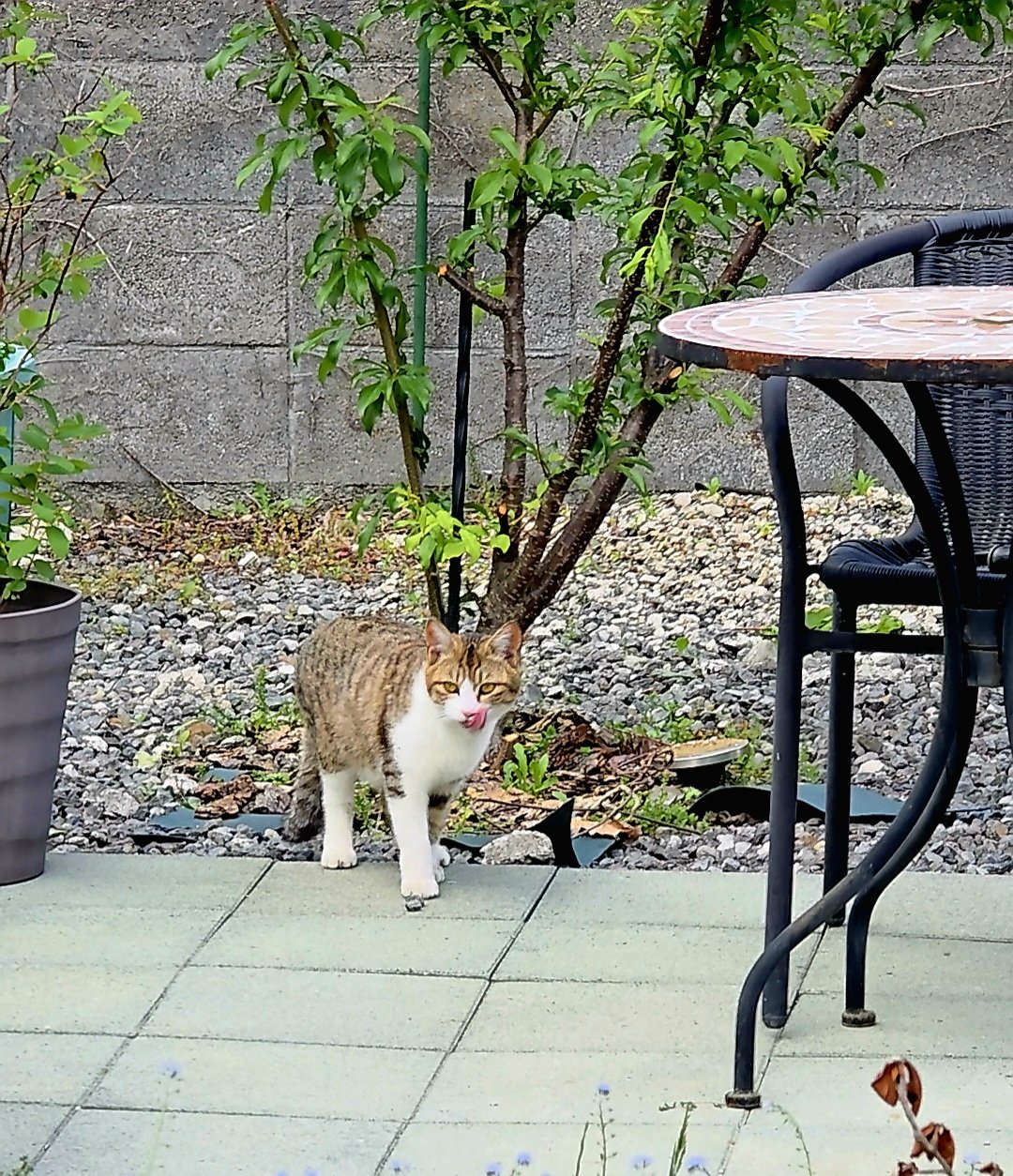 すももページ KAWAJUN SC-09E-XC KAWAJUN ダブルペーパーホルダー（クローム