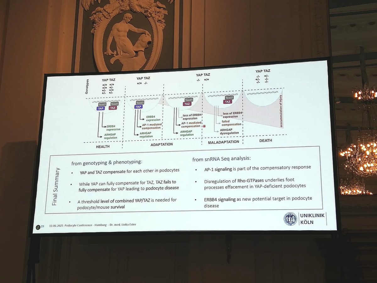 ISGDtweets's tweet image. 🌟 EMERGING CAREER HIGHLIGHTS 🌟 #PodocyteConference 🐙
Excellence in a nutshell! 🚀 @LiobaEster lectured on the importance of the close relation of two proteins in Podocyte health and Glomerular injury 💫 @PodocyteIPC @Tobias_B_Huber @KSusztak @JochenReiser @rkramann