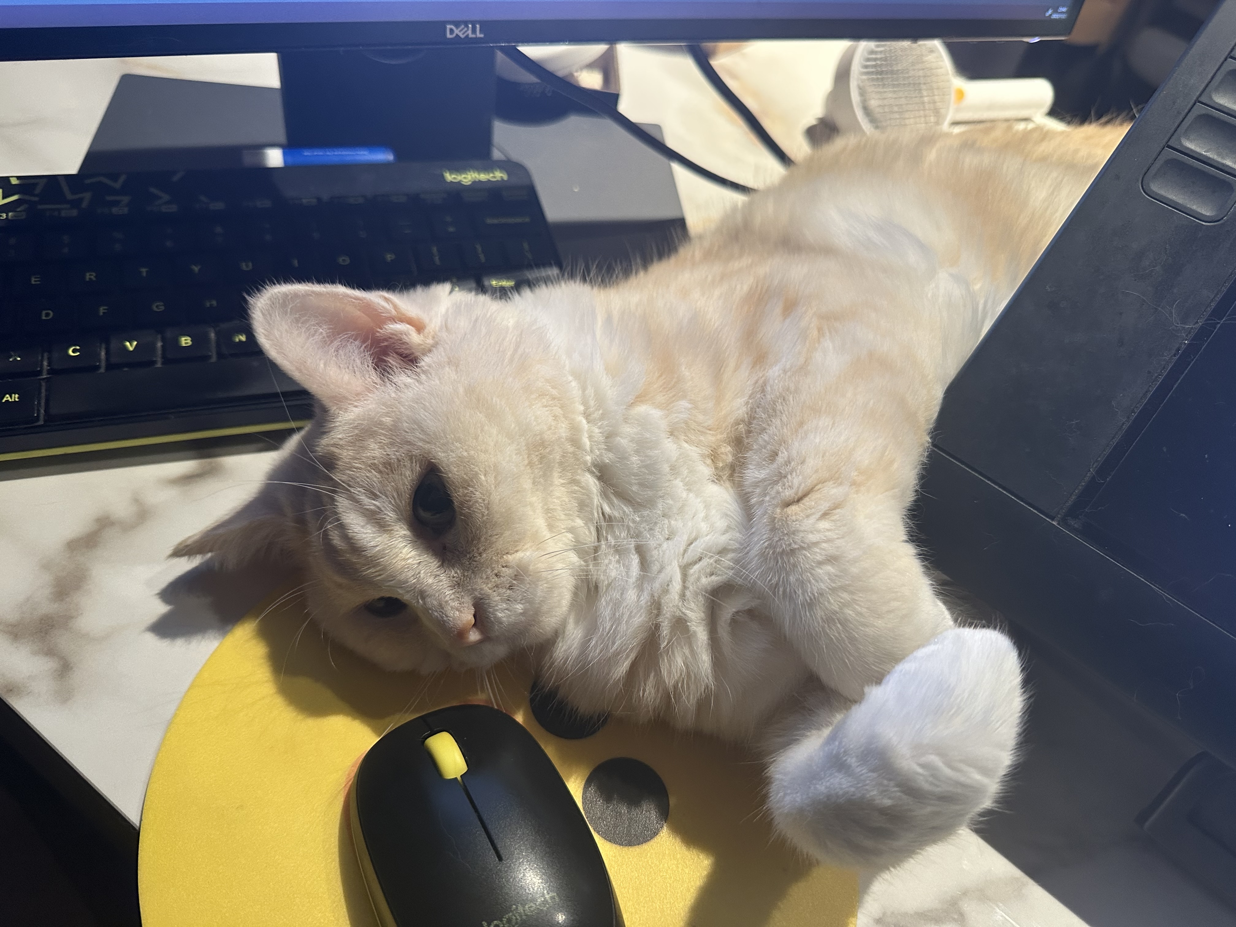 Sherry (@Selenoring) / X