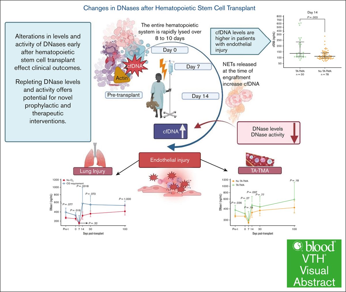 Decreased DNase activity may be associated with clinical outcomes and is a potential target for intervention. ow.ly/IYyy50W0tbw #vasculardysfunction #clinical #thromboticdisorders