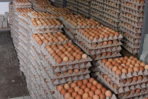 Umupangayi_001's tweet photo. Behind every tray of eggs is a story of early mornings, clean water and quality feeds, and a farmer’s determination.

#PoultryFarming
#FarmWithWBF
#ExcellenceInFarming https://t.co/77lpBV95qW