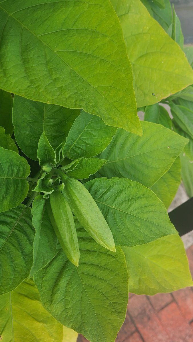handleyweb's tweet photo. Looks like it's getting ready to bloom!!! I can never thank Coastal Liquidation Center enough for this plant. It REALLY dresses up the shop front! Check the pictures out - I have three separate bloom heads this year!!! 
#angeltrumpet, #angelstrumpet, #FlowerPowerFriday https://t.co/yhzsxmgdtD