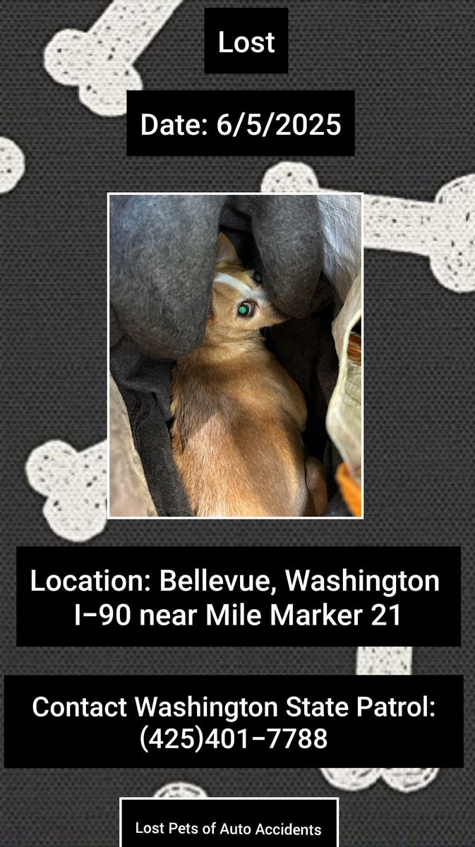 SistersInBiz's tweet image. A driver crashed into a tree 6/5 on I-90 west near milepost 21, the driver injured and Chihuahua missing #Bellevue #Washington 
Tan &amp;amp; White
Please contact Washington State Patrol at (425)401-7788 with any sightings or information buff.ly/tIjt9dE 
#BellevueWA #WA #Lostdog