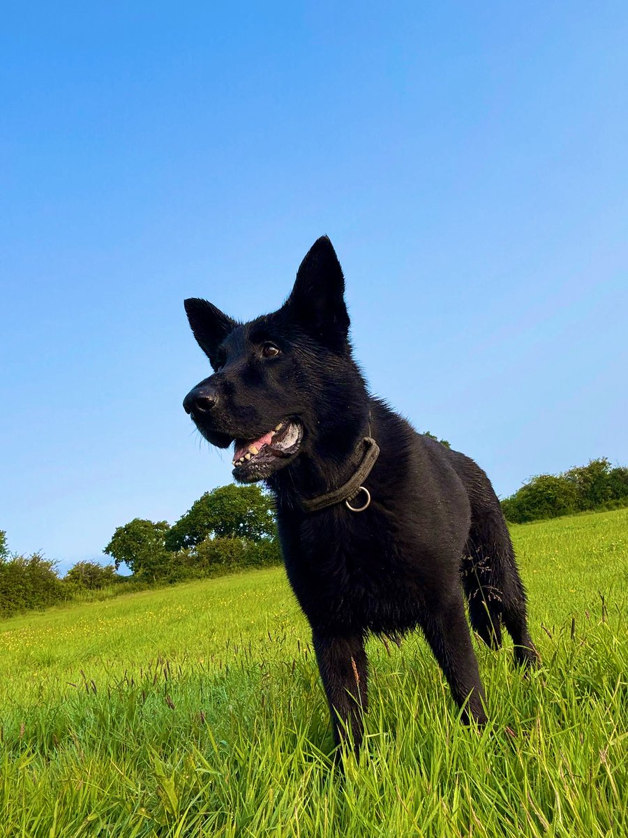 Surrey & Sussex Dogs tweet media