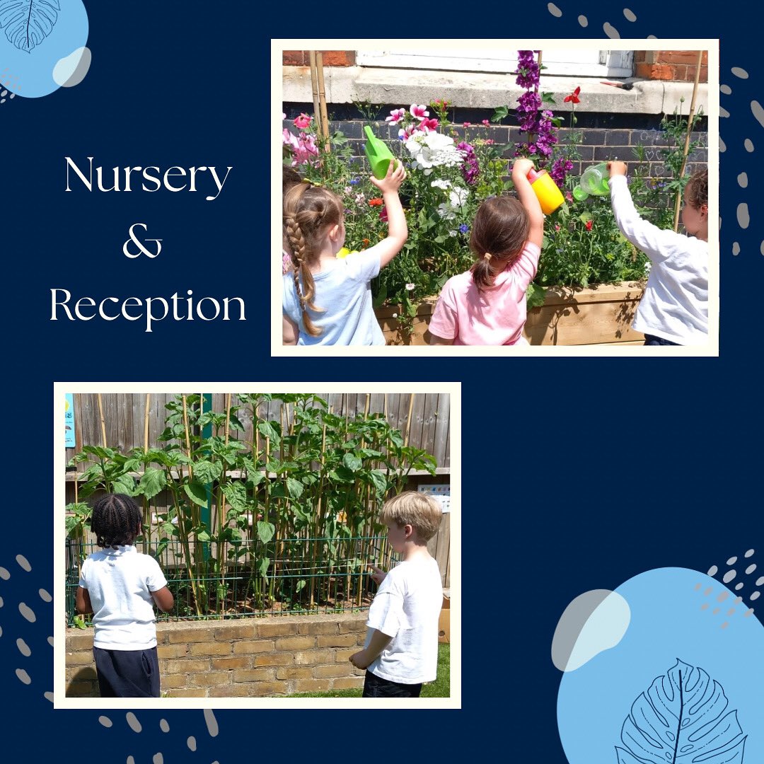Nursery and Reception have been enjoying their garden spaces this week. Reception are watching to see how tall their flowers will grow, while Nursery have been exploring and playing among the cottage-style flower beds.