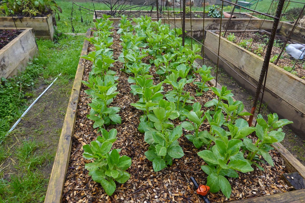 🌿 Mulch helps retain soil moisture, reduces maintenance, and gives your community garden a clean, lush look—perfect for showcasing sustainable beauty in the "Lushest Garden" category of our Beautification Contest! 🌻

📬 Submit your planting plans here: ow.ly/St3S50W7MoI