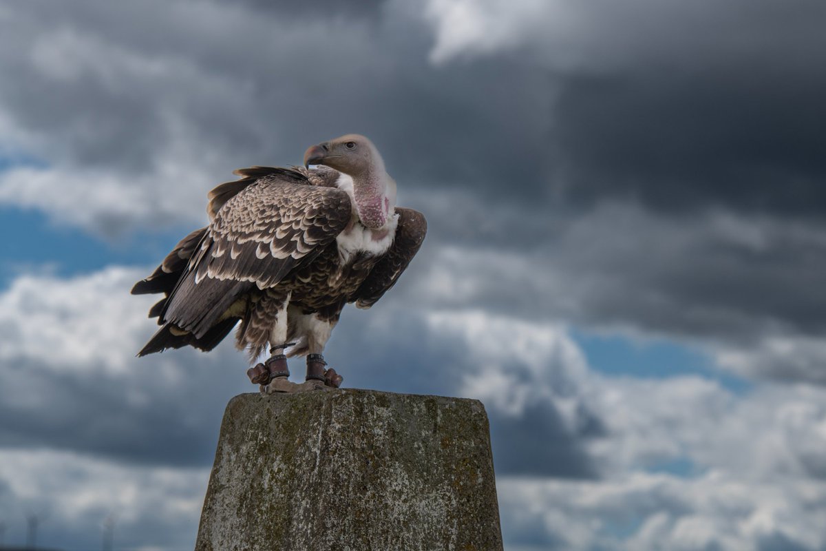 Yfory! 🦅 Adenydd Cymru
Arddangosiadau byw gyda’r adar ysglyfaethus
Sgyrsiau ac arddangosfeydd
Cyfleoedd i dynnu lluniau
Sadwrn 14 Mehefin | 10am-4pm | Am ddim

Tomorrow! 🦅 Wings Of Wales
Live raptor displays
Family-friendly talks
Photo opps
Sat 14 June | 10am-4pm | Free