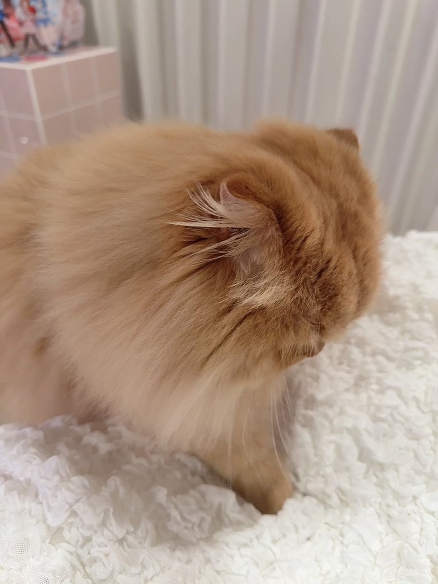 おつなｻﾝ なに中ですかにぇ？(ฅ* ॑꒳ ॑*)??