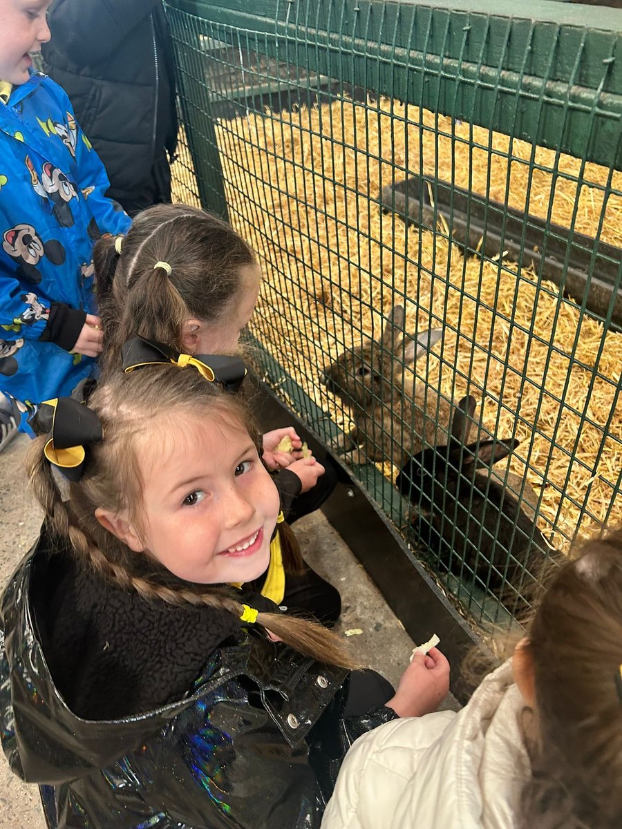 ctrps1's tweet image. 🐄🌾 Our Primary One children had a moo-velous time at Streamvale Farm this week! 🐑🚜

They wrapped up their topic with a fun-filled trip, learning lots and loving every second. 

Smiles, giggles, and great memories all around! 💚 
#LearningThroughFun #StreamvaleAdventure