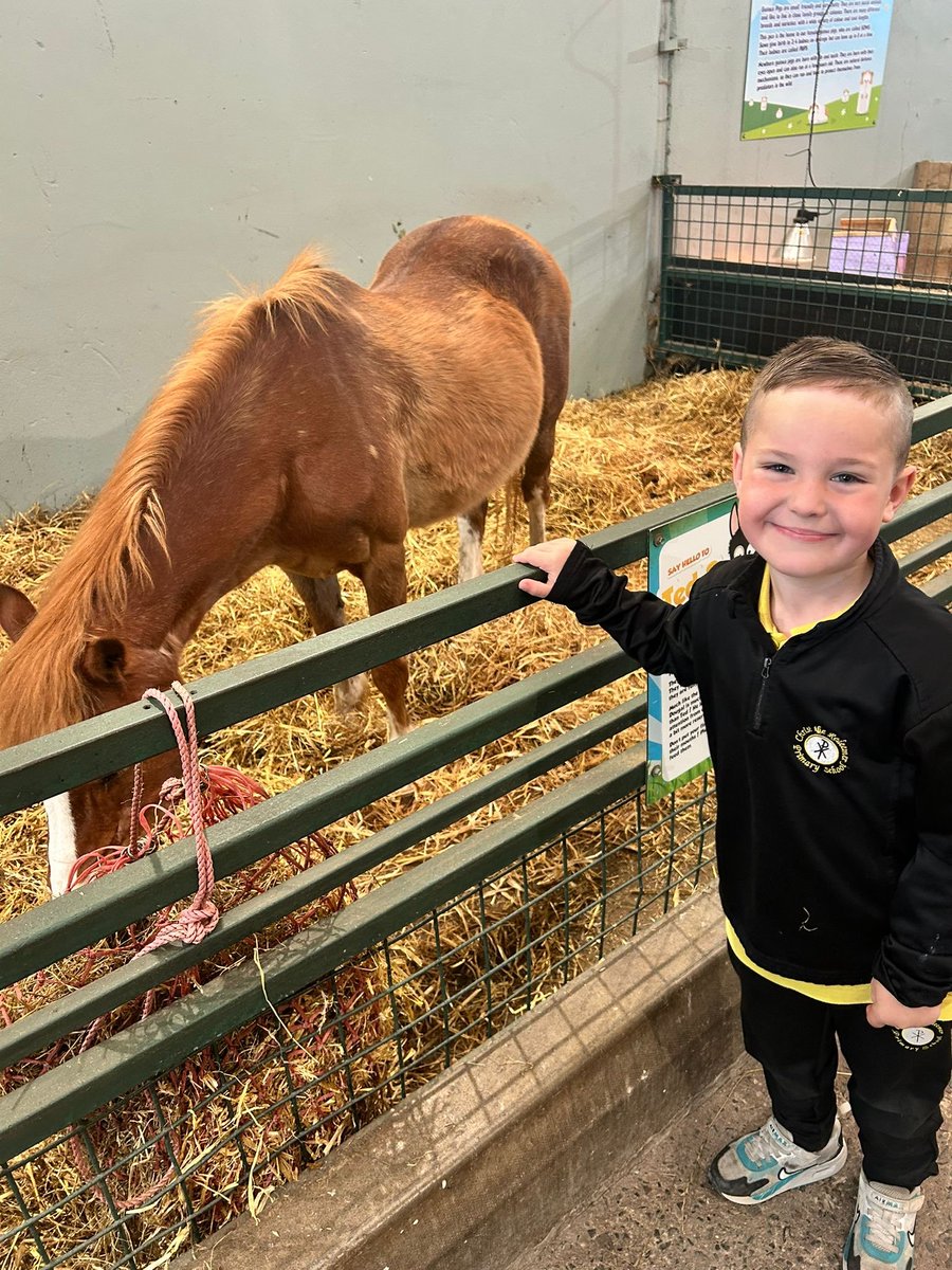 ctrps1's tweet image. 🐄🌾 Our Primary One children had a moo-velous time at Streamvale Farm this week! 🐑🚜

They wrapped up their topic with a fun-filled trip, learning lots and loving every second. 

Smiles, giggles, and great memories all around! 💚 
#LearningThroughFun #StreamvaleAdventure