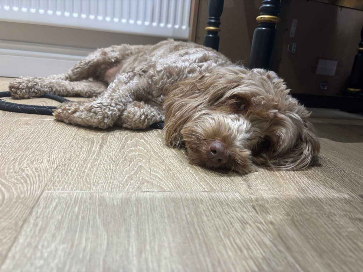 Rosie dog can only mean one thing - concert week! Join us on Sunday in Edale for an hour of music, tea &amp; cake. 🧁 🎶☕️ tickets on the door. £10/£7 concessions. Carers &amp; U16s free entry. Dogs welcome! 🐶 #derbyshire #edale #livemusic #baroquemusic baroqueinthenorth.com/events