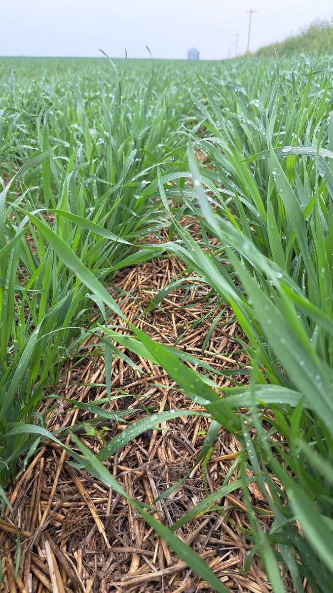AAC Whitehead VB HWSW
The hard white market was slow last winter, and then we were sold out in one week.
stampseeds.com/whitehead-vb-h…
A lot went into SK for end user contracts. Aiming for double the seed this season! 
#WestCdnAg