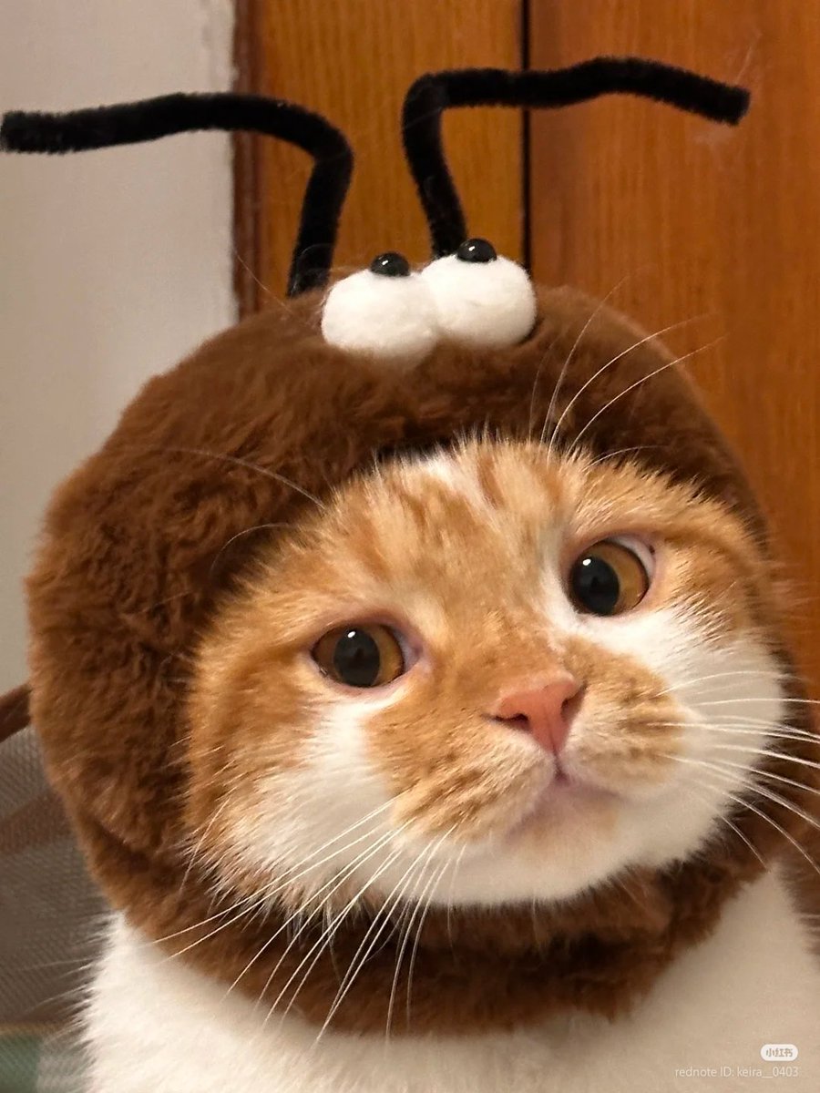 nocontextscats's tweet photo. 🦗 https://t.co/nKemreYQkd
