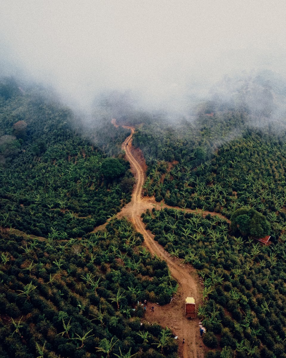 In Costa Rica’s Santa María de Dota, farmers deliver fresh cherry after a day's picking to Coopedota’s central mill. Coopedota represents 20 years of meaningful Direct Trade partnership and consistently outstanding coffee.

This season's lot has arrived: bit.ly/3T61vhz