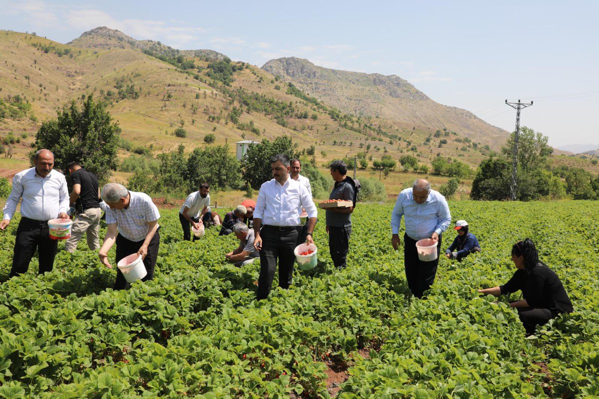 Maden ilçemize bağlı Hanevleri köyünde, düzenlenen Yerli Çilek Hasadı  etkinliğine Maden Kaymakamı Mustafa Atış, İl Müdürümüz, Bitkisel Üretim ve Bitki Sağlığı Şube Müdürü, Teknik Personel, STK Başkanları, Maden İlçe Müdürü ve Personeli ile Üreticiler katıldı.