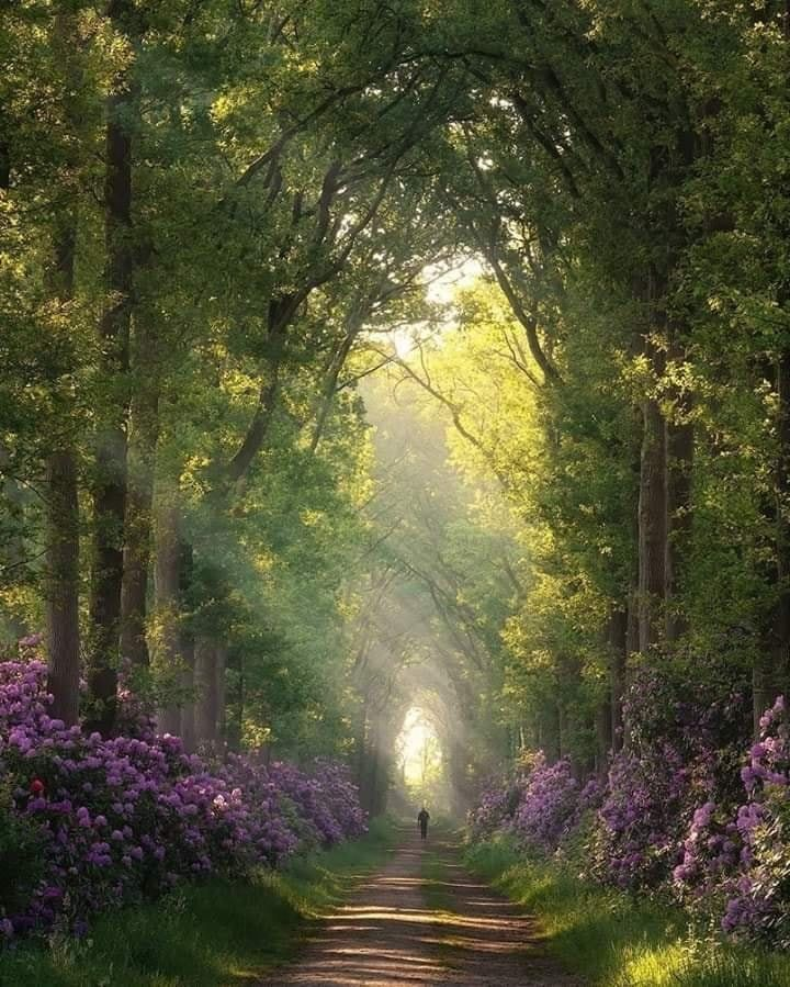 I still haven’t found a habit or supplement more powerful for my health than Vitamin “Take a walk in nature and let all thoughts flow”