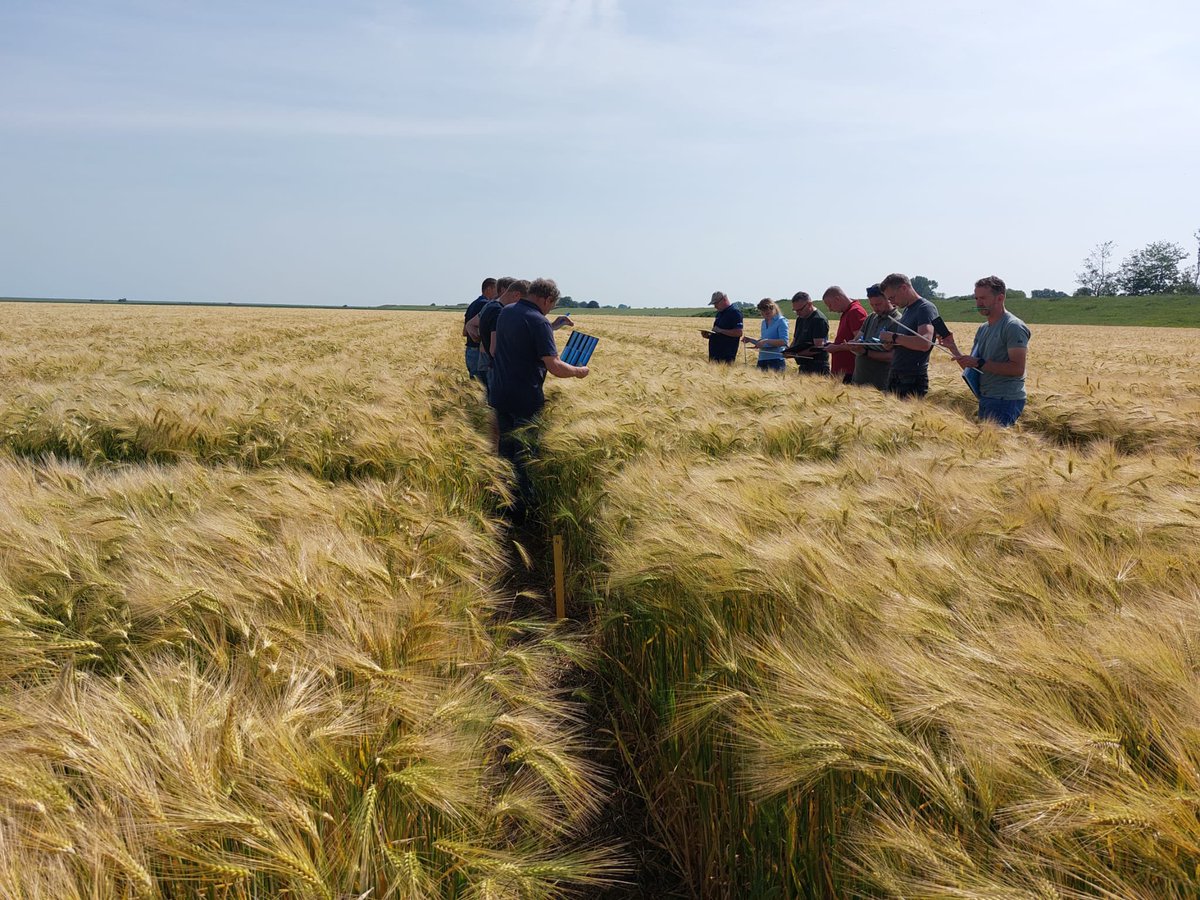 Collega Bert laat in noord Nederland een wintergerst proef zien aan graanspecialisten met een interessante werking van #Balaya en #Revytrex tegen bladschimmels.
