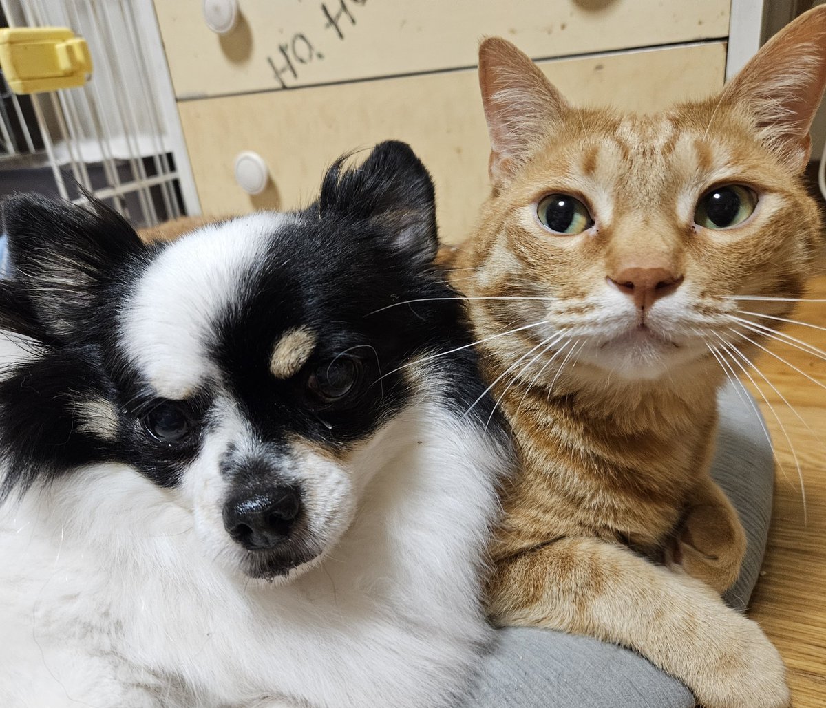 わんにゃん🐶🐱