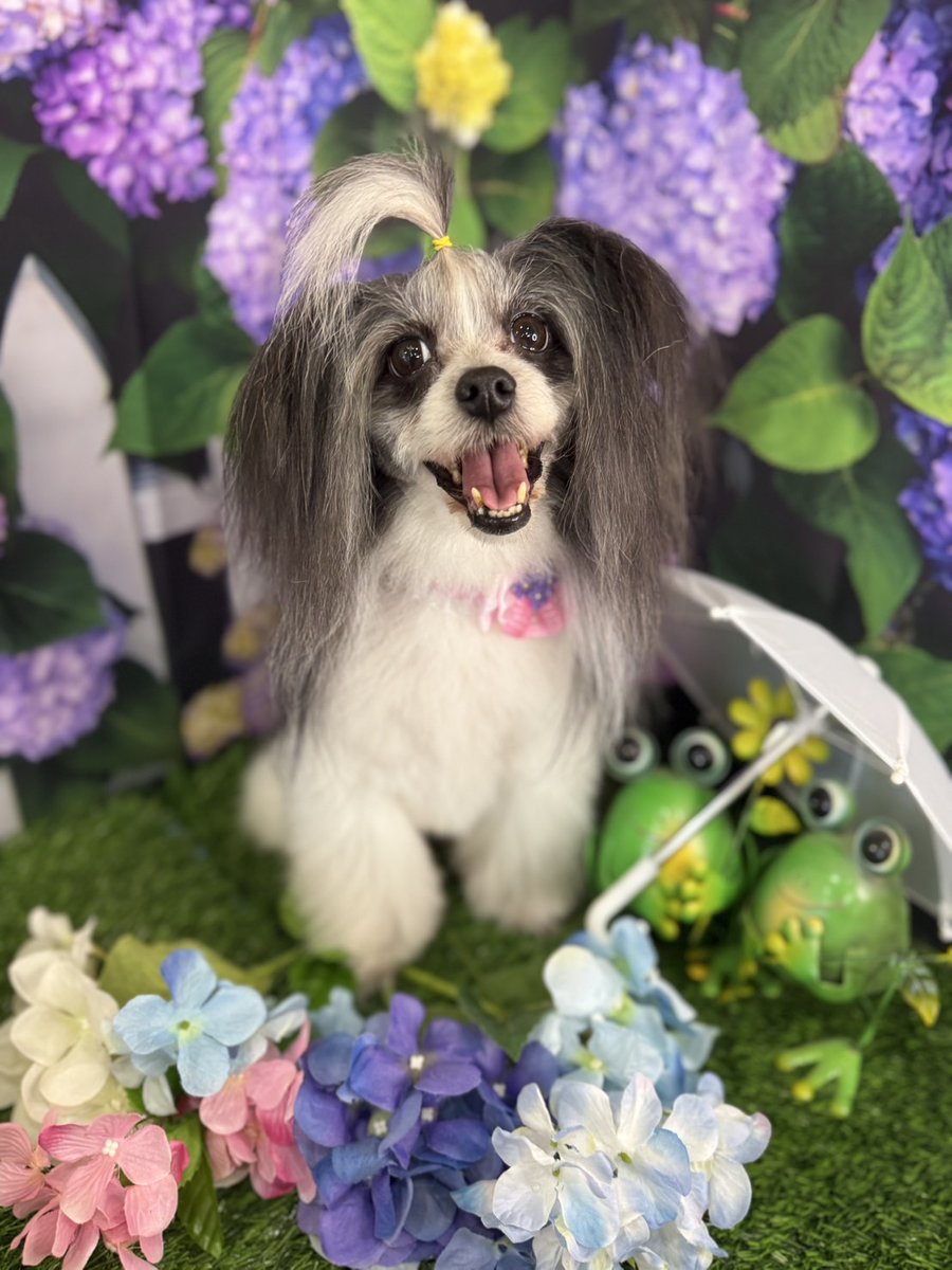 ５月、６月のトリミング🐶