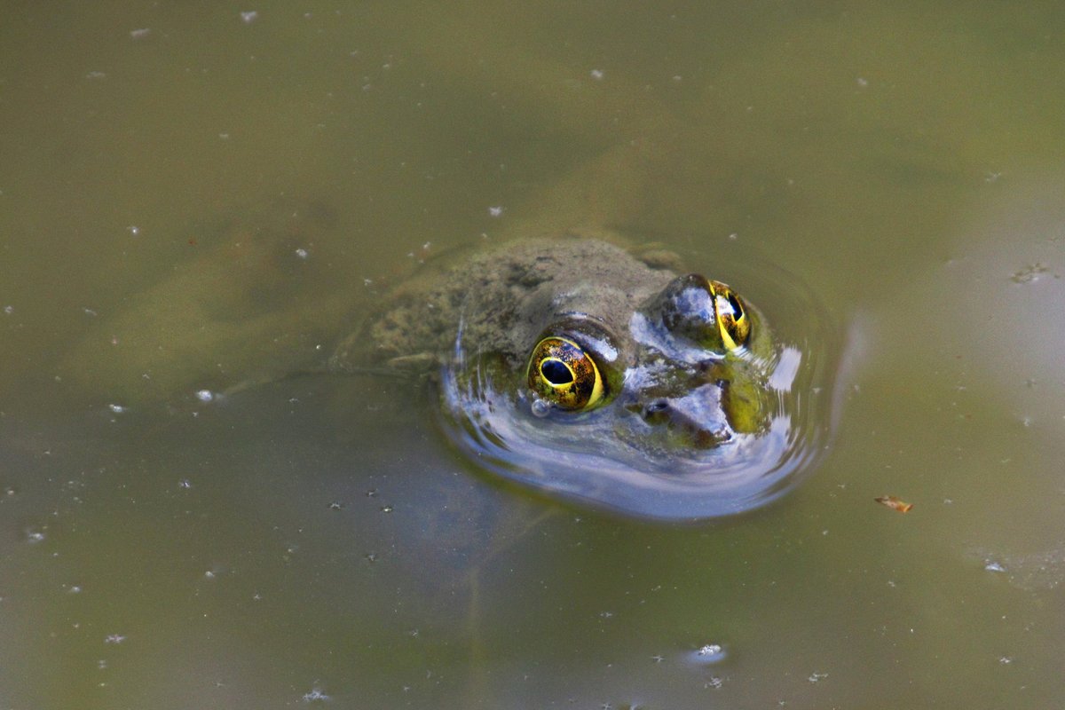 Frogs for Friday. 🐸💚