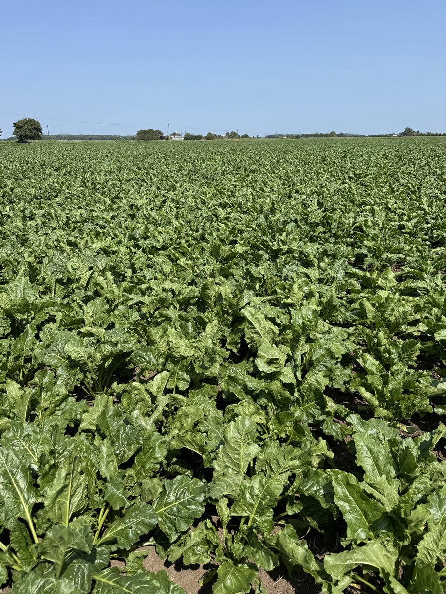 Sugarbeet moving on nicely after recent rain and now ☀️ #beet25