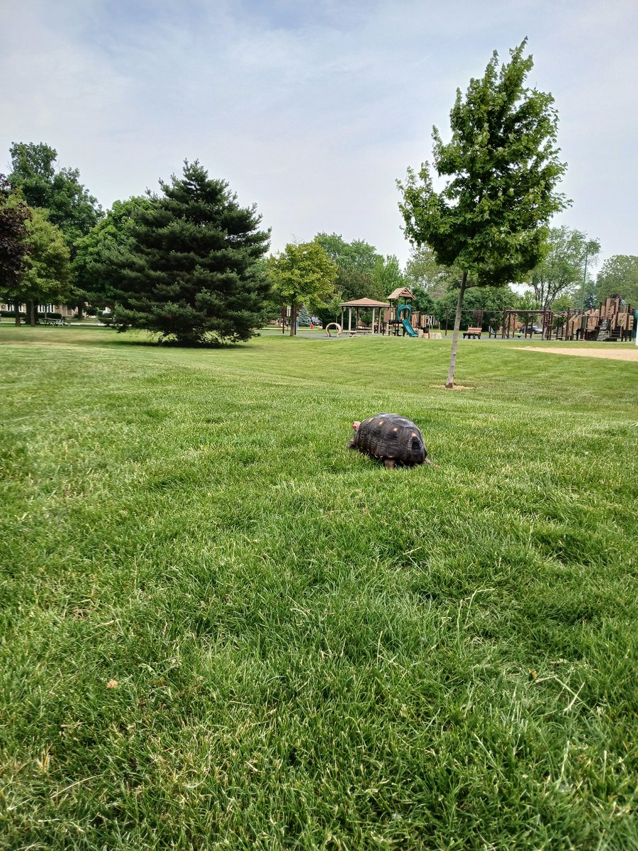 Finally got to go to the park down the street. What an adventure it was, can't wait to visit again! 🐢
#tortoise 
#park