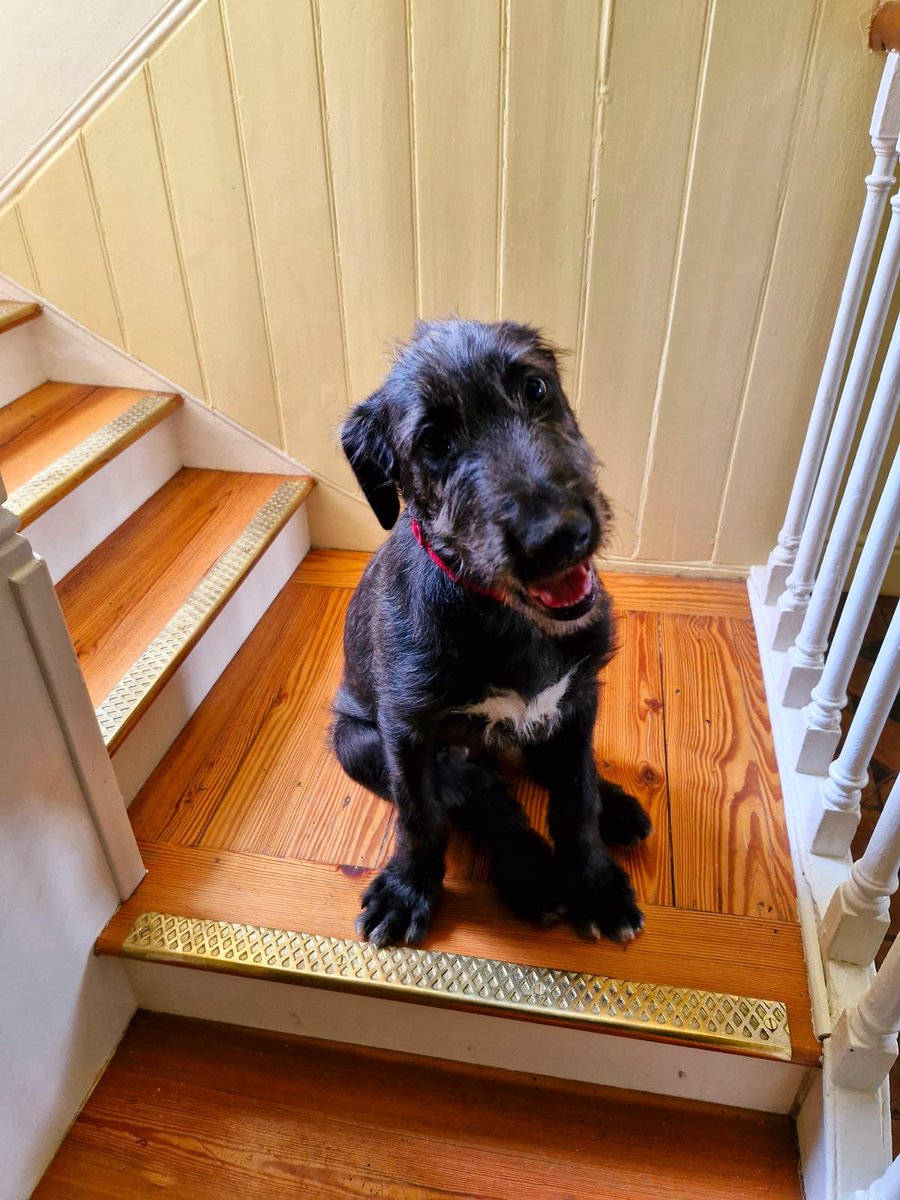 We would like to introduce you all to Danú, the newest member of the Uisneach team!

It is safe to say the connection between Uisneach and the Irish Wolfhound goes back a long way.

She looks forward to welcoming you to the hill!

#Danú #Uisneach #irishwolfhound #puppies
