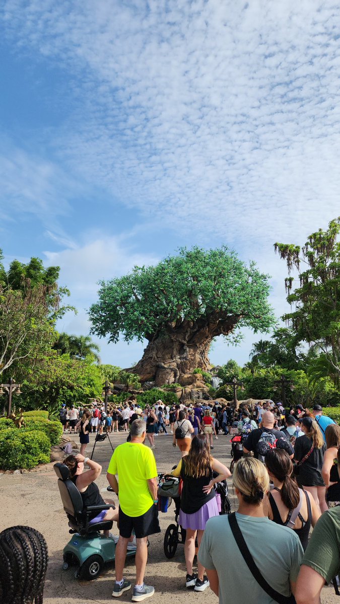 Gotta love The Tree of Life early in the morning 🌳