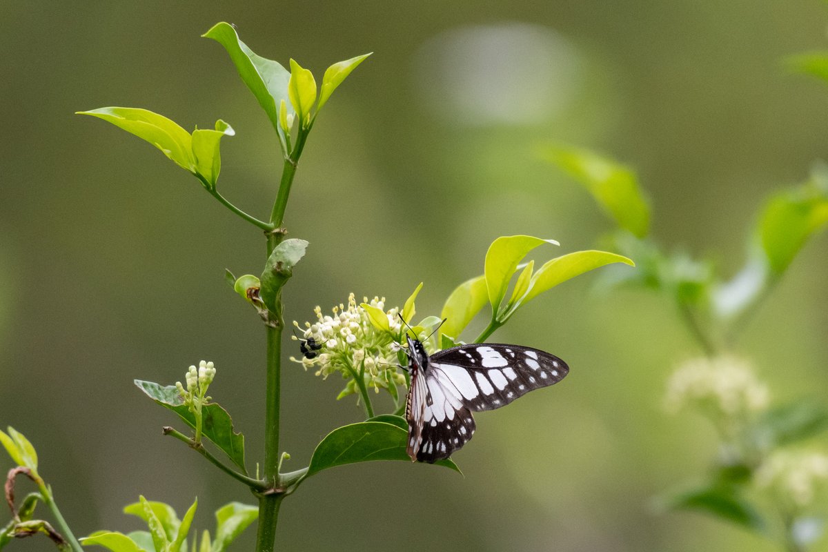 Where have all the butterflies gone?”
What happens when we till every corner of land?  Here is a reflection on growing up in western Kenya, and the quiet disappearance of insects.

🦋 A call to care by letting things grow wild.
👉 arocha.or.ke/2025/06/13/whe…

#conservation