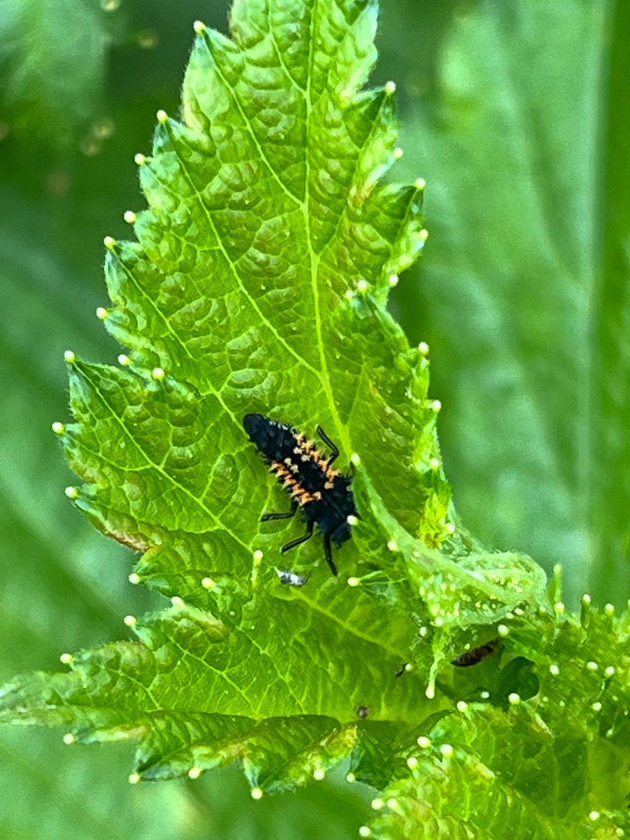 Art in the Gart (@artinthegart) on Twitter photo Blooming life thanks to Mother Nature in the walled garden Gartnavel Royal Hospital. We welcome this wee ladybird larva. <a href="/GCHSCP/">Glasgow City HSCP</a> <a href="/NHSGGC/">NHS Greater Glasgow and Clyde</a> Blooming life thanks to Mother Nature in the walled garden Gartnavel Royal Hospital. We welcome this wee ladybird larva. <a href="/GCHSCP/">Glasgow City HSCP</a> <a href="/NHSGGC/">NHS Greater Glasgow and Clyde</a>