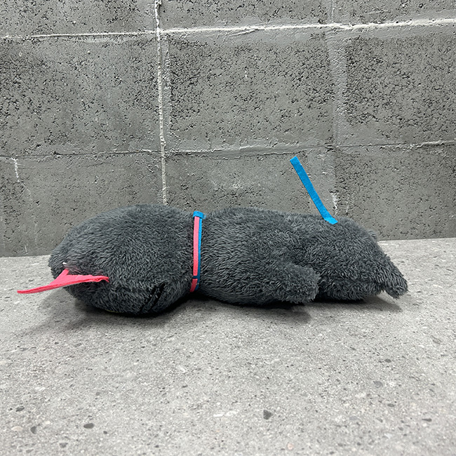 A_ID_info's tweet image. 「トウキョウホリデイ」で #猪塚健太 （@PORTGAS_D_KENTA）さんが演じる警察官・川辺さんが、なんだか大変ことに…🙀！
ボクも一緒に“土下寝”するﾆｬ——🙇

#トウキョウホリデイ
#A_ID #A_ID_KAI