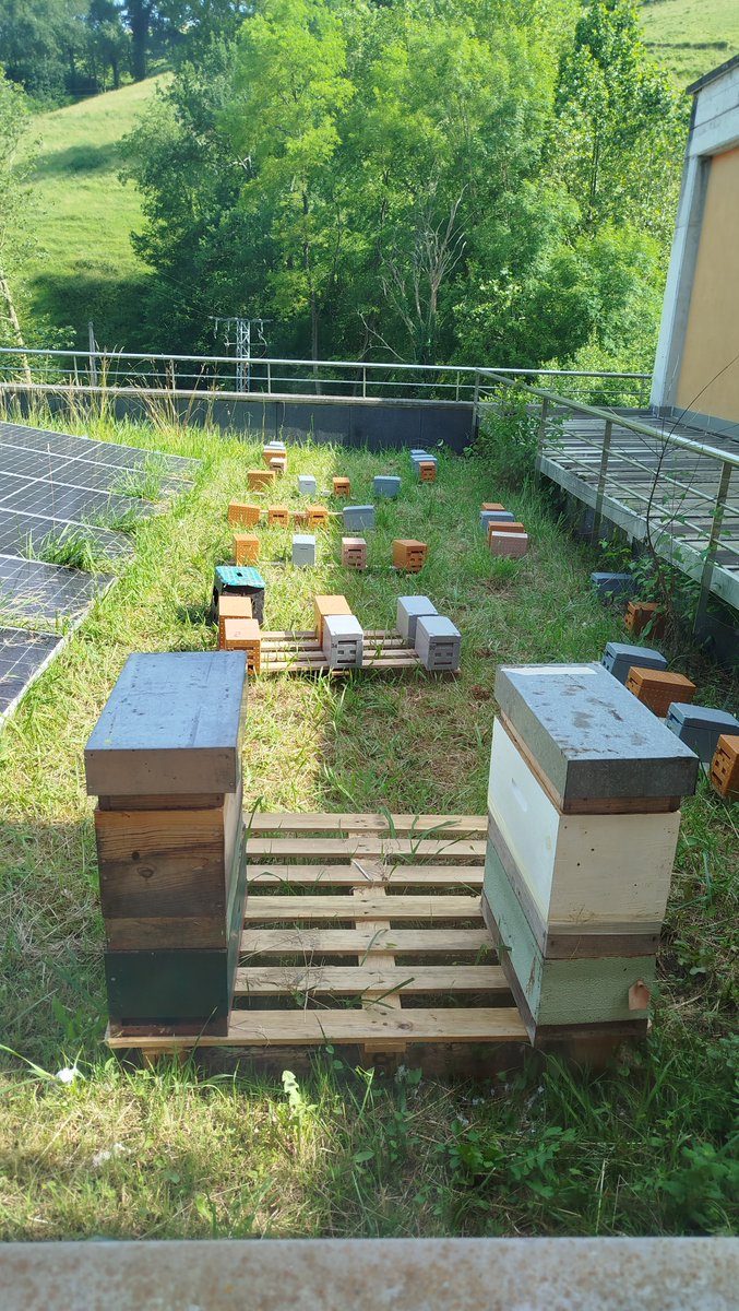 ERBEL-ek ekainaren 13tik 15era Goizane zentroan erle beltzaren hobekuntza genetikoaren inguruko ikastaroa emango du. 🐝

Ikastaro honek bertako erle beltzaren (Apis mellifera iberiensis) kontserbazioan sakonduko du, erreginen hobekuntza genetikoaren bidez populazioa sendotuz.