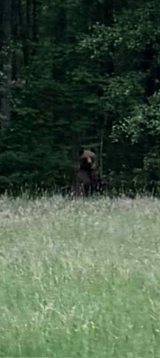 Co to toto na tym #Podlasie się wyprawia 🙉 dobrze że nie biały 😂 #niedźwiedź