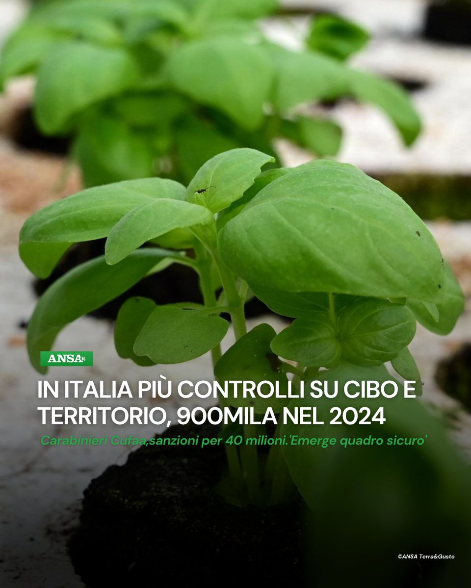 Ansa Terra e Gusto (@ansa_terragusto) on Twitter photo Sull'agroalimentare nel 2024 sono stati 11.881 i controlli per 7,3 milioni di euro di sanzioni, con 150 illeciti. Risulta dal bilancio del Comando Carabinieri unità forestali, ambientali e agroalimentari presentato al <a href="/SocialMasaf/">Ministero dell'Agricoltura</a>.
#ANSATerraGusto
➡ bit.ly/3SScSsZ Sull'agroalimentare nel 2024 sono stati 11.881 i controlli per 7,3 milioni di euro di sanzioni, con 150 illeciti. Risulta dal bilancio del Comando Carabinieri unità forestali, ambientali e agroalimentari presentato al <a href="/SocialMasaf/">Ministero dell'Agricoltura</a>.
#ANSATerraGusto
➡ bit.ly/3SScSsZ