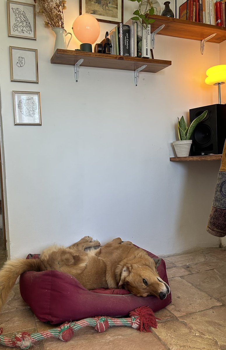 בוקר חרדות לכולם
פיקוד העורף מבקש לשהות בסמוך לכלב עד להודעה חדשה