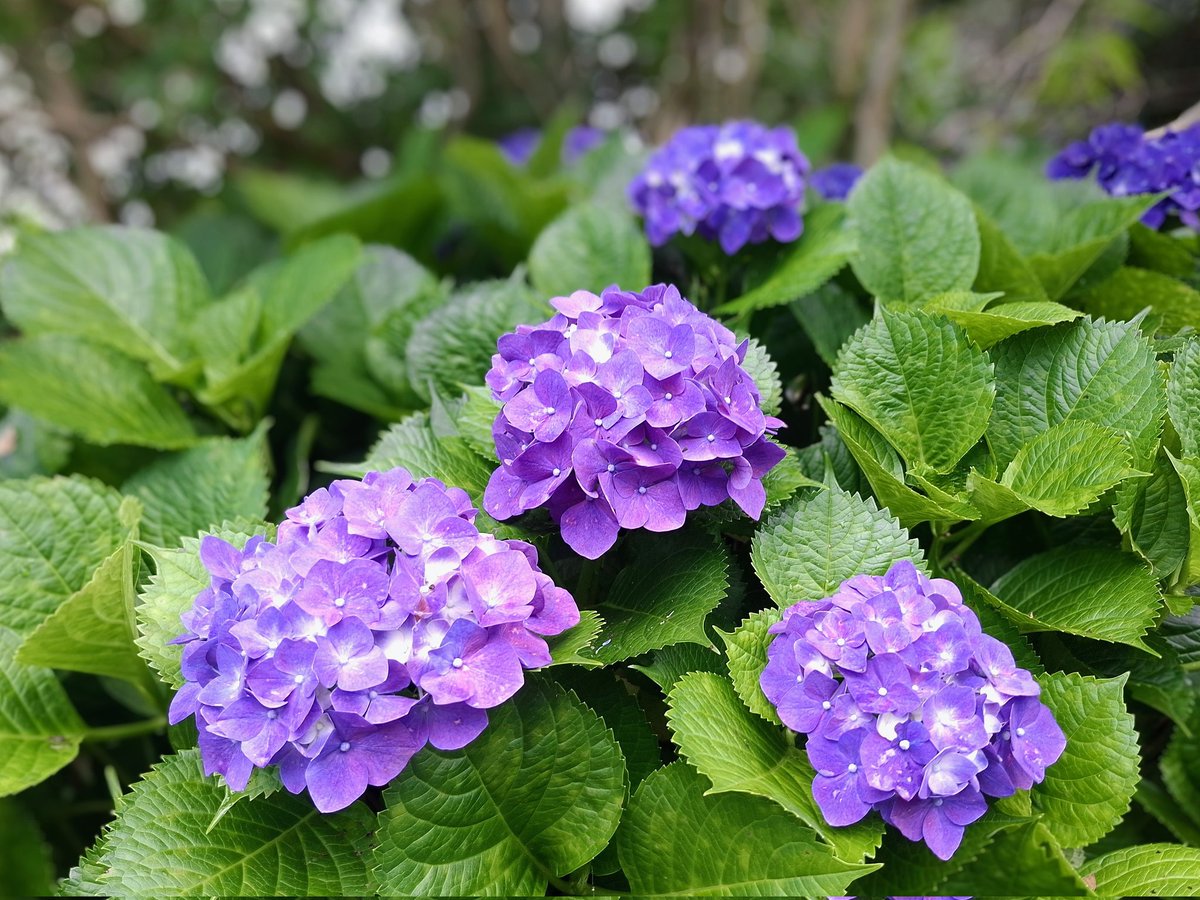 ウチワサボテン - Search / X