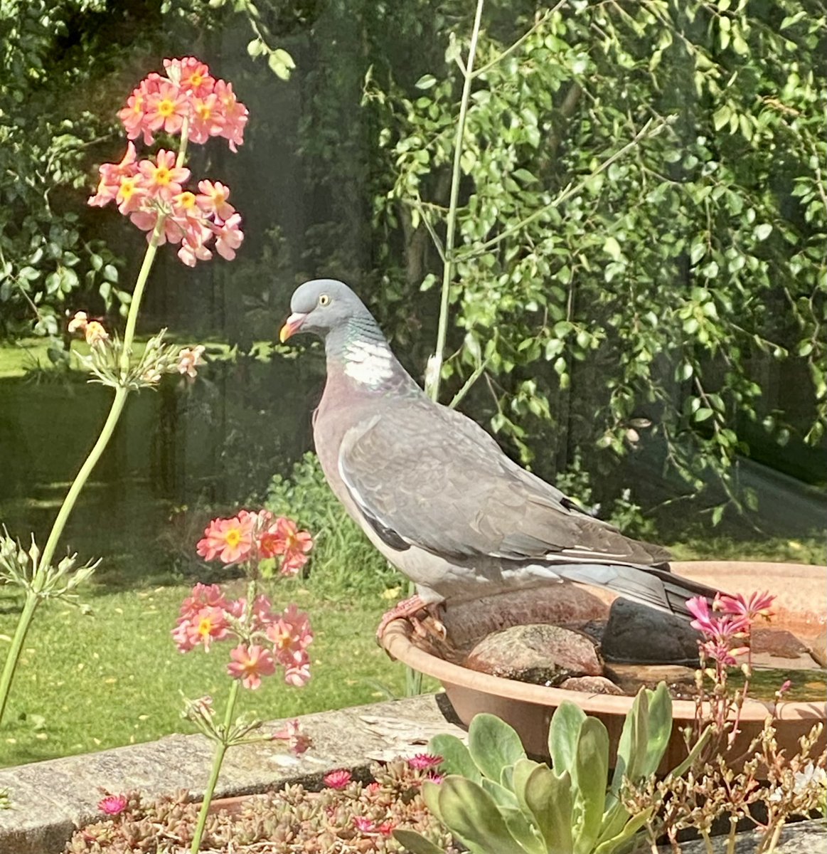 I am strangely grateful to the wood pigeons that have visited me on my bird bath during my period of recuperation. I wonder how these birds developed the ability to swallow, whereas most species can’t. <a href="/teesbirds1/">teesbirds</a> <a href="/Natures_Voice/">RSPB</a> <a href="/RSPBSaltholme/">RSPB Saltholme</a> <a href="/Woodybirder/">Nick Wright</a> <a href="/Martin_Davis7/">Martin Davis</a>