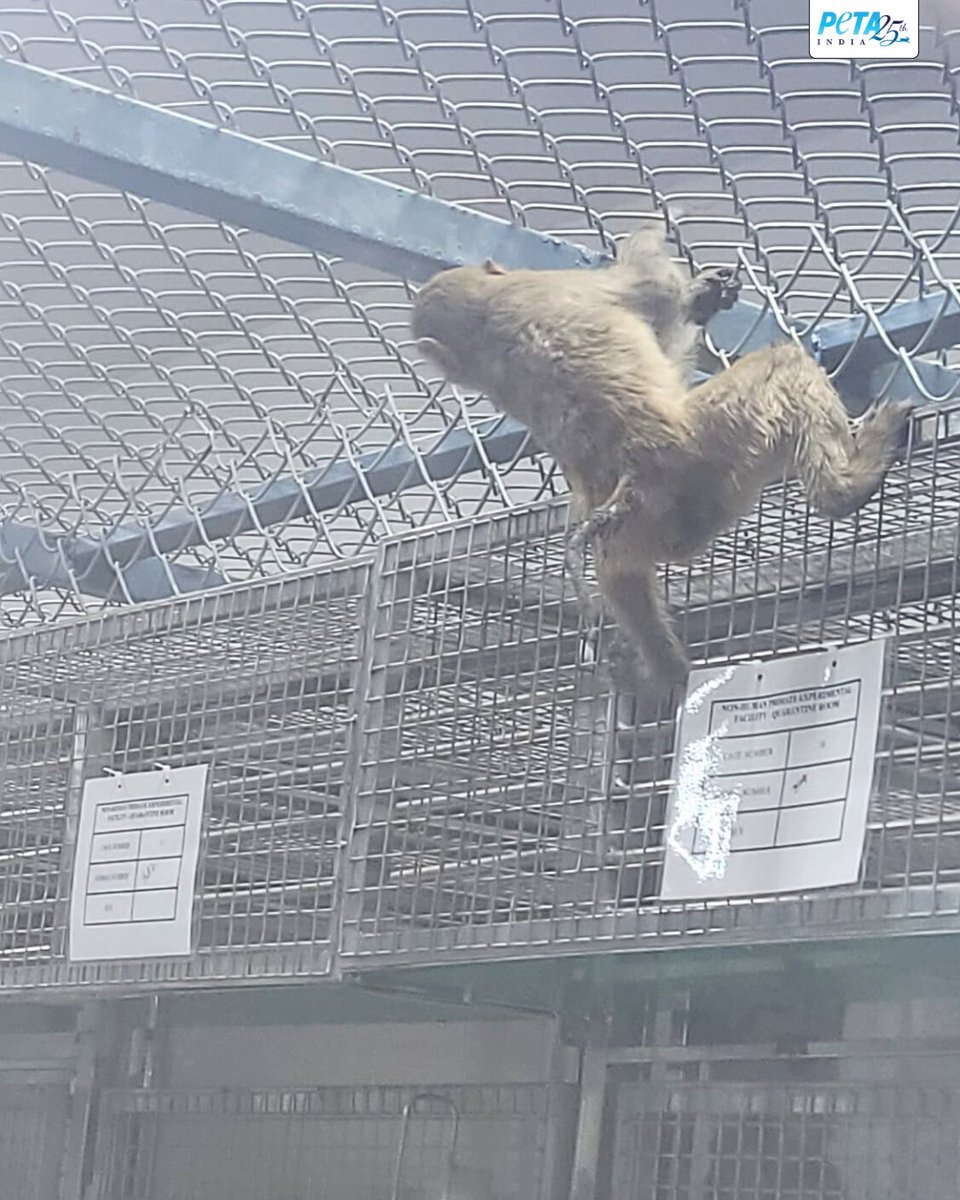 PETA India (@petaindia) on Twitter photo This is not a laboratory — it’s a torture chamber.
Bloodied beagles, monkeys wild-caught and killed, piglets born to die <a href="/PalamurB/">Palamur Biosciences Pvt. Ltd.</a> is a house of horrors.
<a href="/Dept_of_AHD/">Dept of Animal Husbandry & Dairying, Min of FAH&D</a>, please shut down this lab. Punish abusers. Save beagles and other survivors. End cruelty.
Take action 👉🏾 This is not a laboratory — it’s a torture chamber.
Bloodied beagles, monkeys wild-caught and killed, piglets born to die <a href="/PalamurB/">Palamur Biosciences Pvt. Ltd.</a> is a house of horrors.
<a href="/Dept_of_AHD/">Dept of Animal Husbandry & Dairying, Min of FAH&D</a>, please shut down this lab. Punish abusers. Save beagles and other survivors. End cruelty.
Take action 👉🏾