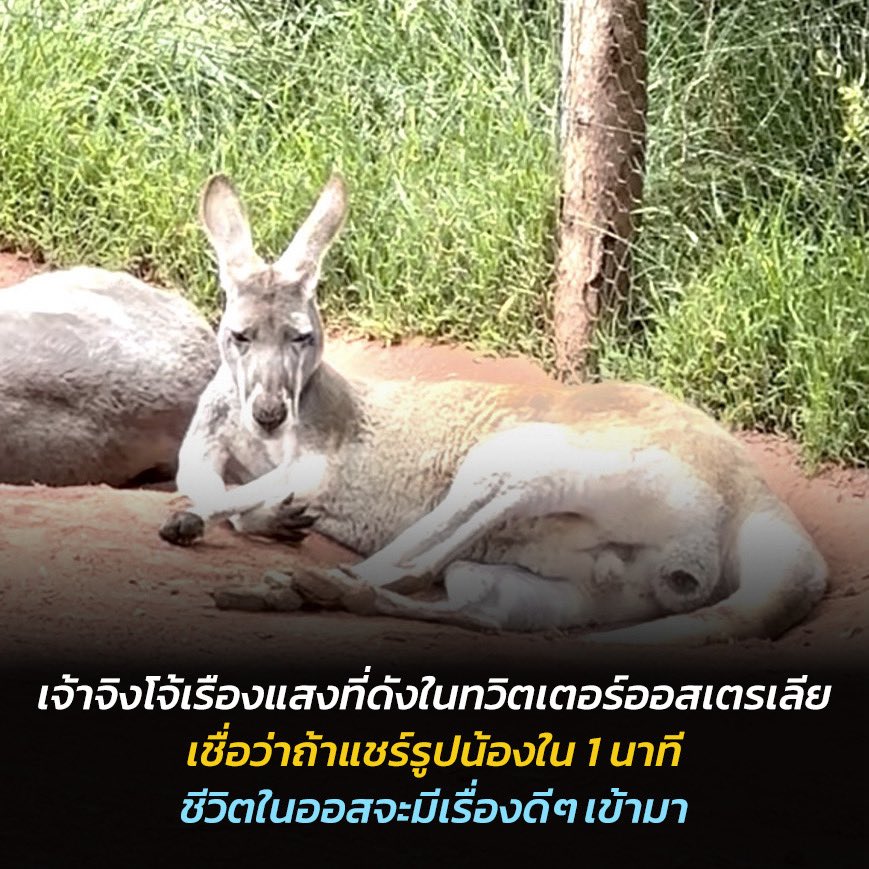 Thaiwahclub tweet media