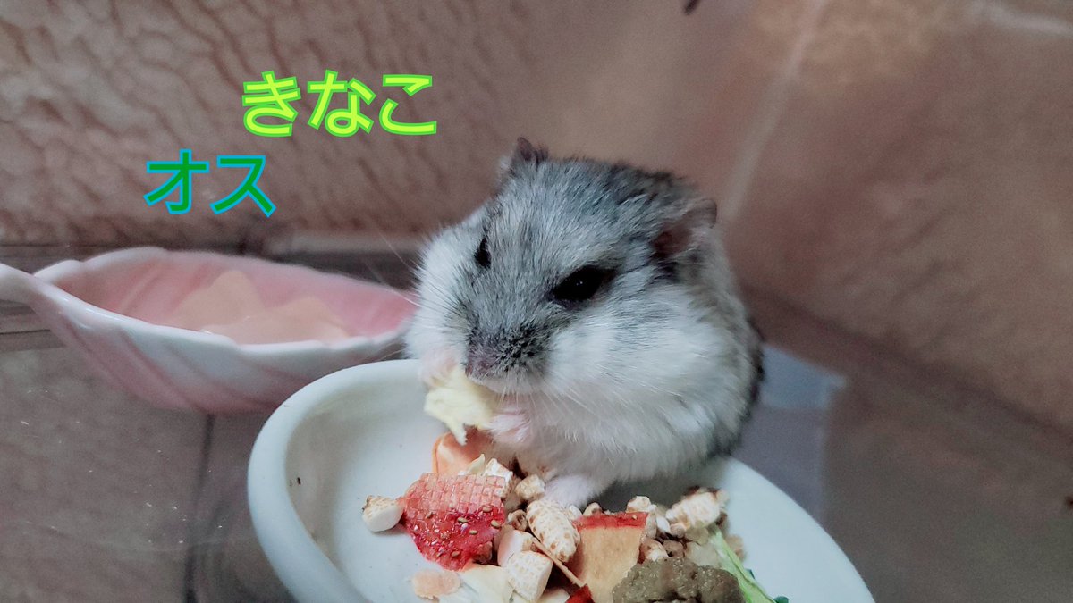 chasotarachan's tweet image. パイド♂きなこ🐹3月24日
2歳2ヶ月すぎました。
キンクマ♂金太郎🐹5月28日
まだ生後17日
宜しくね❤
#ハムスター
#ハムスターきなこ
#ハムスター金太郎