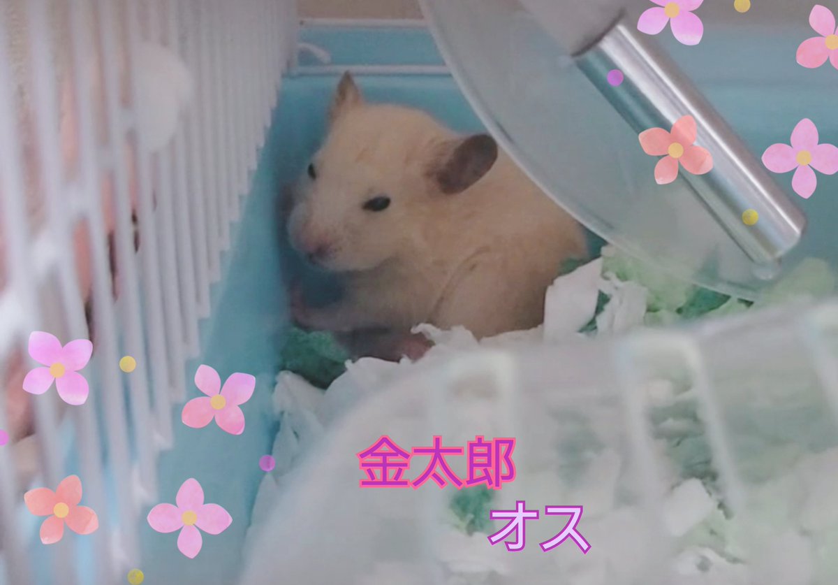 chasotarachan's tweet image. パイド♂きなこ🐹3月24日
2歳2ヶ月すぎました。
キンクマ♂金太郎🐹5月28日
まだ生後17日
宜しくね❤
#ハムスター
#ハムスターきなこ
#ハムスター金太郎