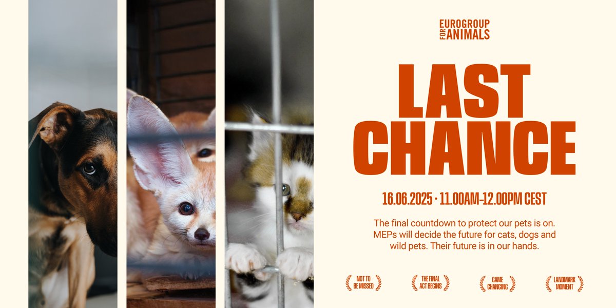 FAADAorg's tweet photo. 📢🐾¡APOYEMOS A LOS ANIMALES!
Eurodiputados, les instamos a apoyar:
✅ inclusión de los pequeños criadores
✅ identificación y registro obligatorio para todos
✅ lucha contra el comercio en línea
✅ inclusión de los animales salvajes
#LeaveNoPetBehind #PositiveList4Pets https://t.co/Uo5ZeQhmcr