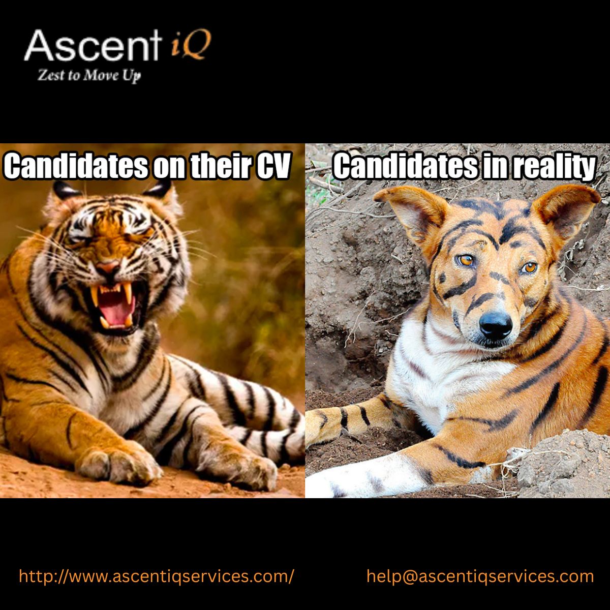Ascent iQ tweet media