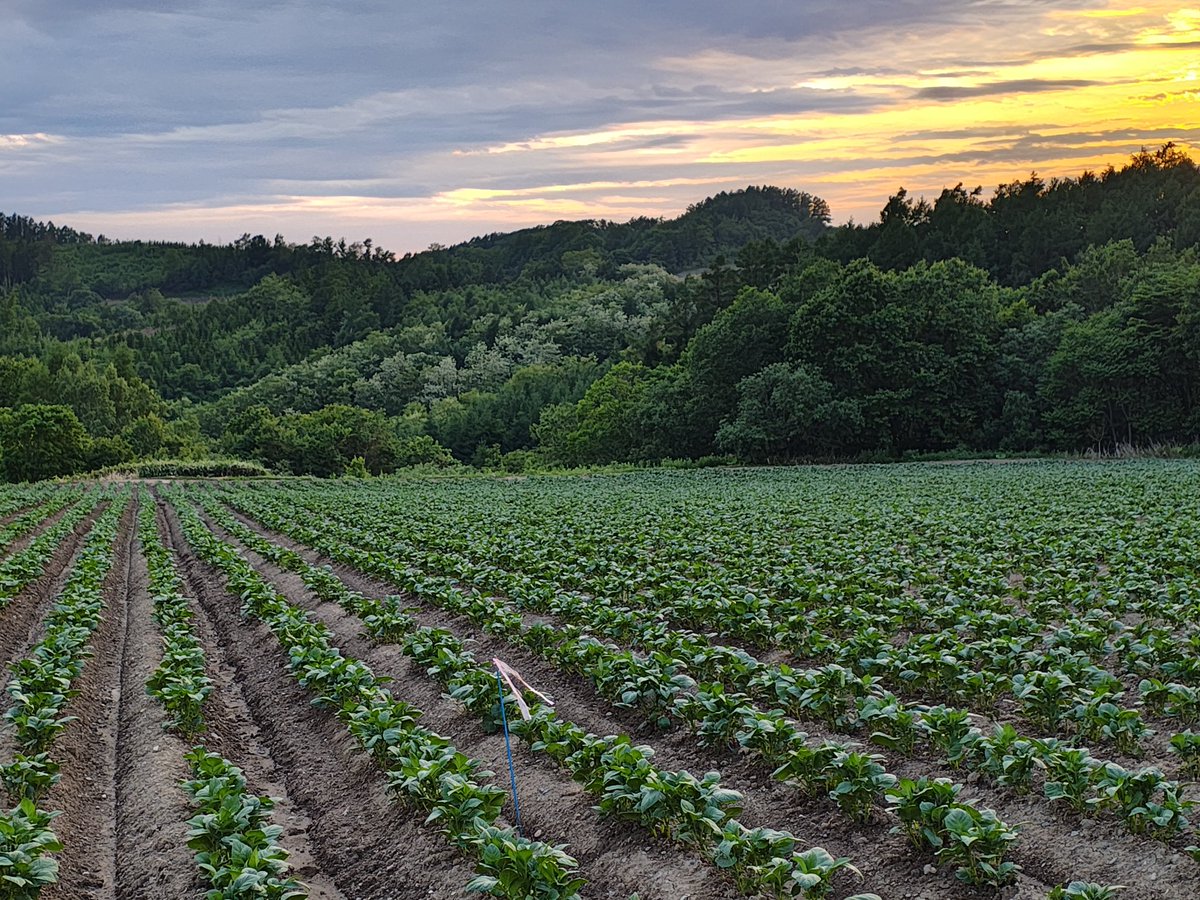 全体的にちょっと生育遅れてるなー😥

種馬鈴薯のとうや
ここは子実とうもろこし後作 
大豆後作よりリスクあるかなーって思ったけど
排水性アップと粘土質土質多少の改善
有機物補給
多少コーンの残渣が気になりますが充分アリですね
これでそうか病出なければ💦