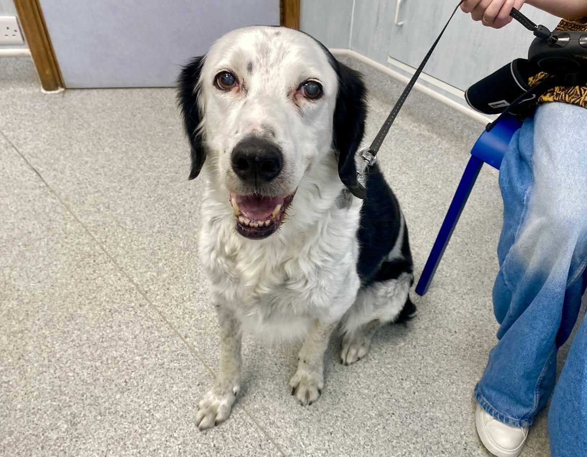 Meet English setter x collie Ferris, visiting us for his monthly arthritis injection. Joint disease is common amongst older dogs &amp; cats with symptoms incl. lameness, stiffness, reluctance to exercise. Plenty of treatment options available. Ask your vet for details. #AnimalWelfare