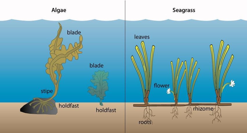 KeironDBrown's tweet image. Seagrass is vital for climate, coasts & marine life — but restoring it takes innovation & collaboration. Join Dr Richard Lilley on 30 Sept for a free webinar on Europe’s growing seagrass movement.
Book now:
eventbrite.co.uk/e/1407810311539
#GenerationRestoration