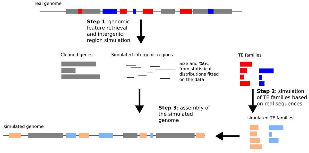 PeerComJournal's tweet image. Now published in Peer Community Journal, #genomics section: Particular sequence characteristics induce bias in the detection of polymorphic transposable element insertions
buff.ly/Zz0ZeGz
