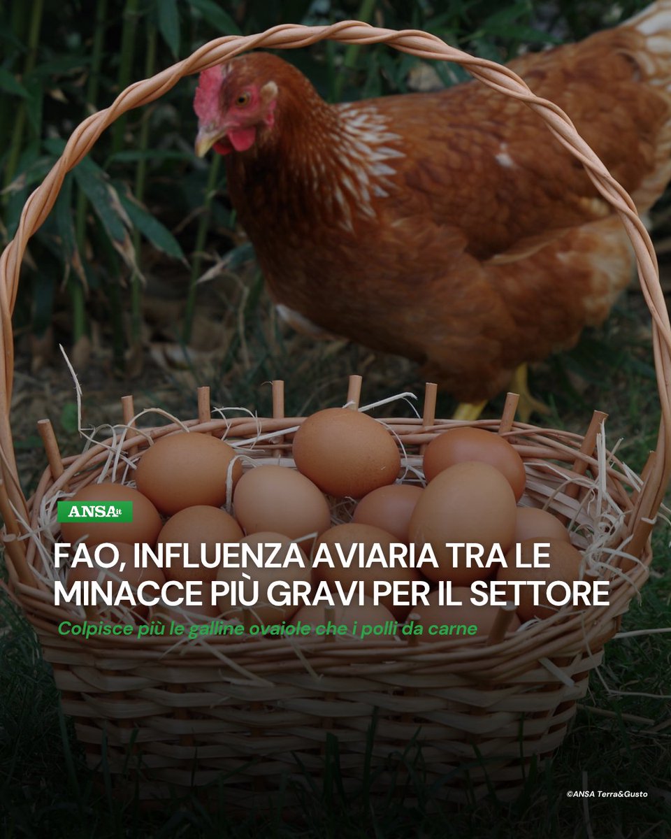 L'impatto dell'aviaria sulla produzione alimentare, informa la Fao, pesa principalmente nel settore delle galline ovaiole, poiché i polli da carne hanno un ciclo di produzione più breve e in genere sono in sistemi di stabulazione chiusi.
#ANSATerraGusto
➡ bit.ly/4kC8UAJ