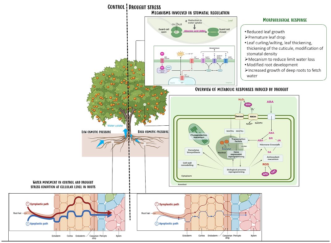 Plants_MDPI's tweet image. 💧 New research published!

📖 Physiologic, Genetic and Epigenetic Determinants of Water Deficit Tolerance in Fruit Trees

✍️ Marie Bonnin et al.
🔗 brnw.ch/21wTn7H

#FruitTrees #DroughtTolerance #PlantPhysiology #Epigenetics #ClimateResilience #GWAS #Horticulture